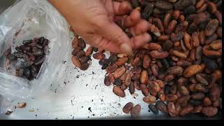 Técnica para el tostado y pelado del cacao [upl. by Amado]