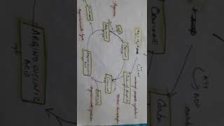 Ornithine cycle Urea cycle Protein metabolism Excretion Sem 5 MGURSM [upl. by Matta]