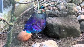 Himalayan Monal [upl. by Risteau311]