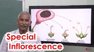 13Botany  Reproductive Morphology  Special inflorescence [upl. by Sharia]