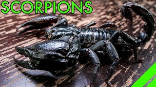 How To Keep the Asian Forest Scorpion Heterometrus Species Care [upl. by Platt557]