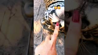 tiger vs humans shortvideo funny lionhunt animals shortfeed wildlife viralvideo youtubeshort [upl. by Sanfo]