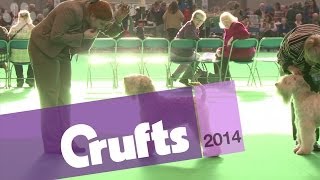 Best of Breed  Wheaten Terrier  Crufts 2014 [upl. by Eetsirk967]