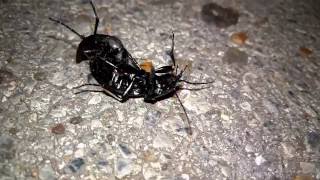 Devils coach horse beetle and a Ground Beetle having a fight [upl. by Sherl]