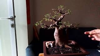 review chinese hackberry  pusu bulu  kitamiang  celtis sinensis  bonsai bonsaimalaysia [upl. by Enamrahc]