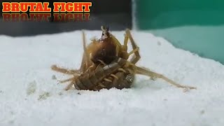 CAMEL SPIDER VS CENTIPEDE [upl. by Aura]