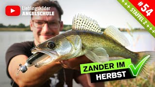 Zanderangeln im Herbst vom Ufer 🔥🎣🐟 [upl. by Moriarty]