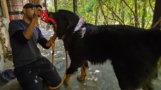 Aur aise Robin ne apni do ungliyan khoyin  Muzzle training Bagheera the Tibertan Mastiff [upl. by Moreen357]