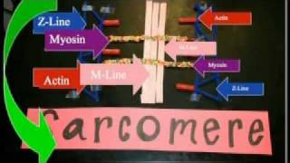 Sarcomere Projectmov [upl. by Statis]