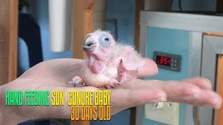 Hand Feeding Sun Conure Baby 30 Days Old [upl. by Eli866]