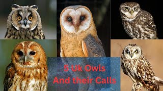 The Big Five Uk Owls  And How to Recognise their Various Calls [upl. by Imotih]