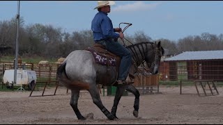 quotDayzee O Dualquot  222 Triple Deuce Equine LLC  Video 1 of 2 [upl. by Papp636]