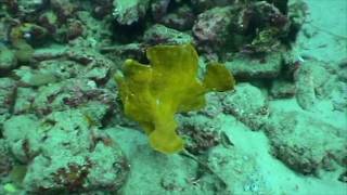 Giant Frogfish Peurto Galera Philippines [upl. by Silvester472]