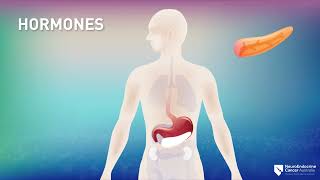 What is the Neuroendocrine System and how do Neuroendocrine Tumours develop [upl. by Ariak]