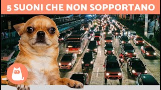 I 5 SUONI che i CANI ODIANO di più 🐶🔊❌ Non li sopportano [upl. by Dirrej]