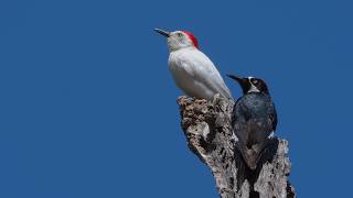 Very Rare Birds The Leucistic Acorn Woodpeckers [upl. by Nnitsuj]