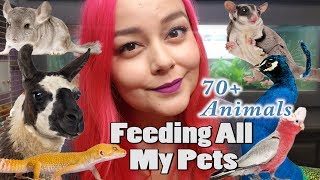 Feeding All My Pets Over 70 Animals  Daily Feeding Routine [upl. by Clara380]