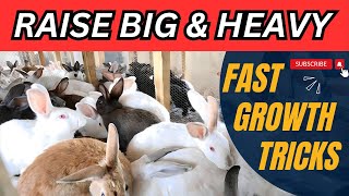 Stop Wondering How to Get Bigger Rabbits  Heres the Answer [upl. by Jeraldine]