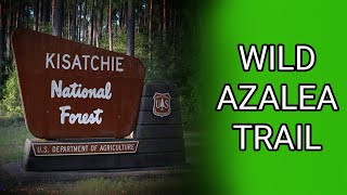 Wild Azalea Trail Kisatchie National Forest Louisiana [upl. by Fortna150]