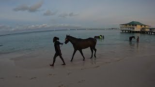 Race Horses swimming in Barbados [upl. by Kinnie]