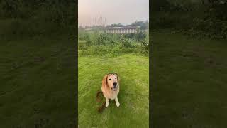 Retriever training 🐶 shortvideo doglovers trending funnypet puppy petlover funnydyt [upl. by Euqnimod]