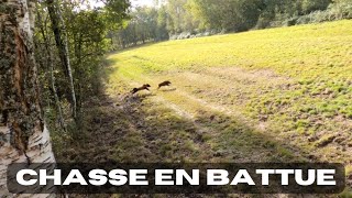 Chasse en battue ouverture 20232024 multiples tirs de chevreuilssangliers [upl. by Krell249]