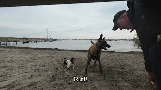 belgian malinois enjoy the water [upl. by Aicilif]