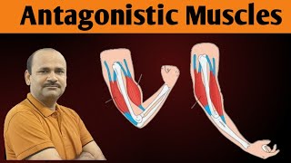 Antagonistic Muscles  Class 12 Biology  by Dr Bhojoo Mal [upl. by Aliber]