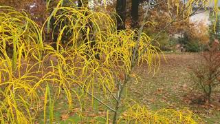 Rhamnus frangula Asplenifolia krušina olšová [upl. by Rayshell417]