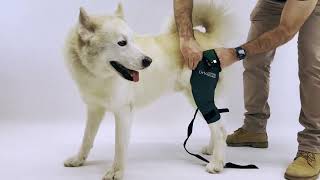 ✅ Protector de rodilla Ortocanis para perros con artrosis ya lesión de ligamentos cruzados [upl. by Suoirred]