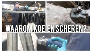 Waarom we de KOEIEN SCHEREN  Boer Gerrit vlogt [upl. by Kenon63]