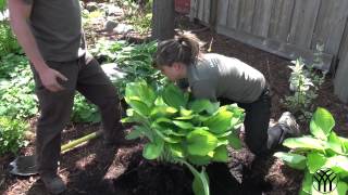 How to Split Hosta Perennials  Mickman Brothers Garden Center [upl. by Maharba71]