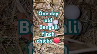 finch chicks finch birds finchlovers finchbird finchlover shortvideo shorts shortsviral [upl. by Odnomar509]