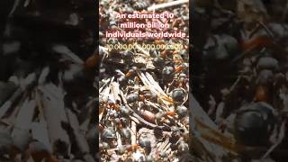 AntsBacteriaOcean herring🤔 Who is number 1 animals shorts ants bacteria trend [upl. by Retsim167]