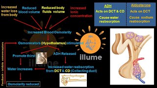 Regulation of Kidney Function  ADH  Anti Diuretic Hormone  Atrial Natriuretic FactorPeptide ANF [upl. by Zorina517]