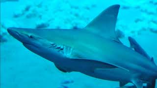 Facts The Sandbar Shark [upl. by Ahsekram]