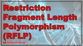 Restriction Fragment Length Polymorphism RFLP [upl. by Duaner]