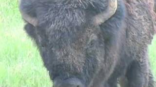 Tatanka Oyate the Buffalo Nation [upl. by Anais]