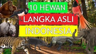 HAMPIR PUNAH INILAH HEWAN YANG LANGKA ASLI INDONESIA [upl. by Schoenfelder238]