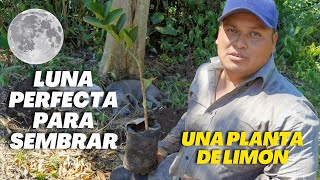 En que Luna sembrar una planta de limón  Plantas mas Resistentes y Mejor Producción [upl. by Tengdin]