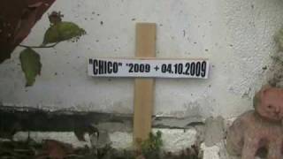 Mein Hamster isr TOD Chico ist Tod Beerdigung 0510 2009 Tierfriedhof Hamstergrab [upl. by Aicilyt]