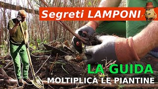 I Segreti per moltiplicare i Lamponi in modo facile e veloce [upl. by Nylirek]