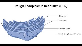 Histology Cytology and histophysiology Physiocytology of rough Endoplasmic reticulum [upl. by Weylin488]