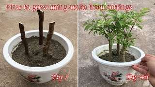 How to grow Ming aralia from cuttings fast and easy [upl. by Ahoufe]