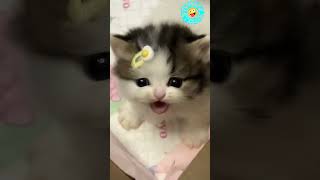 Cutest kittens  cats nutty Cuteanimals ytshorrs short viral [upl. by Rosabelle]