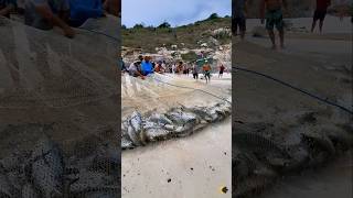 Tartarugas Marinha São Devolvidas Ao Mar Na PRAIA GRANDE EM ARRAIAL DO CABO RJ BRASIL 🇧🇷 shorts [upl. by Ryan]