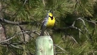 Song of the Western Meadowlark Sturnella neglecta [upl. by Aleyak]