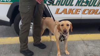 Vapedetecting dog sniffs out nicotine THC in Lake County schools [upl. by Case]