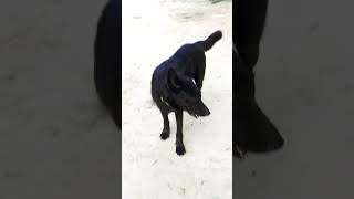 Badal video viral music🐕🐕 [upl. by Adnoyek818]