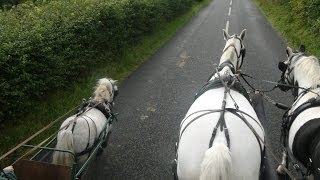 Carriage driving in company  training a pair of horses and a shetland [upl. by Doowron]